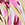 Rip Curl Women's Copacabana High Leg Skimpy Bikini Bottom